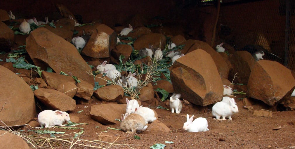 Horsley_Hills_Animal_Complex_Rabbits